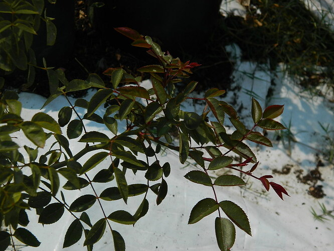 DSCN5104.JPG