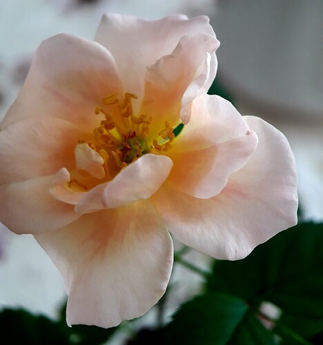 Seedling_Eye_of_the_Tiger_X_Strandperle_Norderney_2