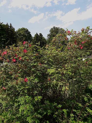 rose_pic_2