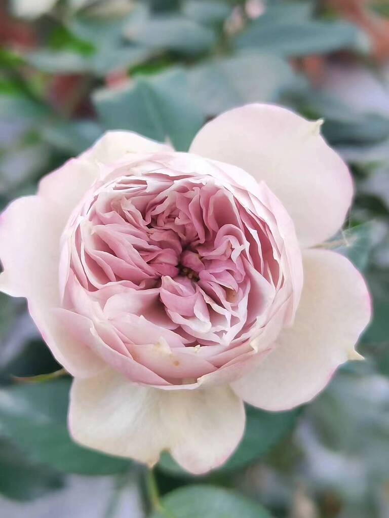 Offen【Reborn project】ROSE-pointed /WHITE Offen【Reborn project】ROSE-pointed /WHITE R. chinensis X