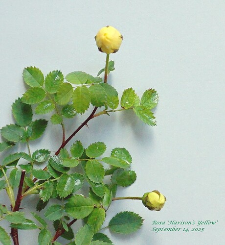 harisons_yellow_buds_20250914