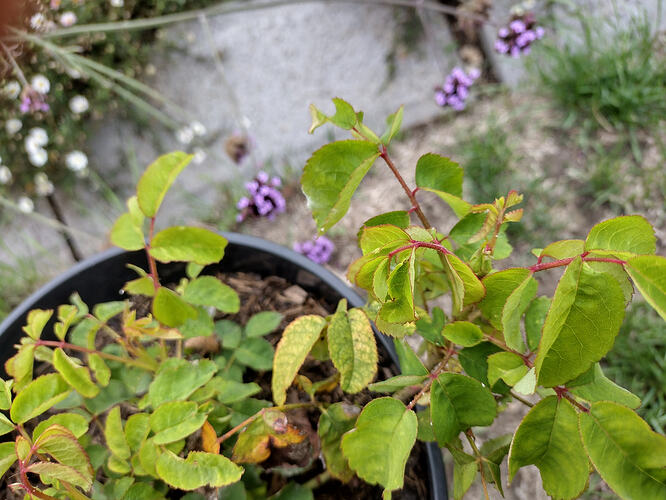 IMG_20260910_175107386_HDR