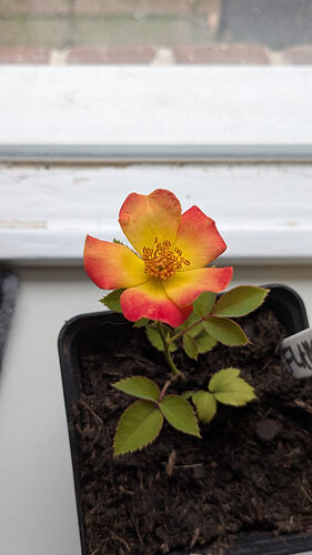 PXL_20260210_110716856