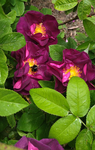 IMG20230614123535