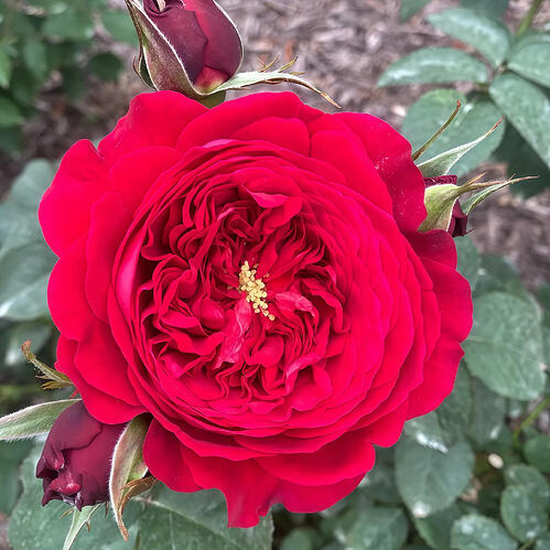 il_794xN.7299389665_stez