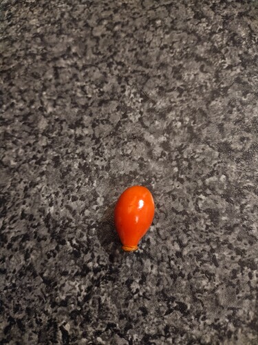 What colour do Rubiginosa hips go when they are ripe? I have done quite a few "wild" pollinations with great success and don't want to pick them too early!