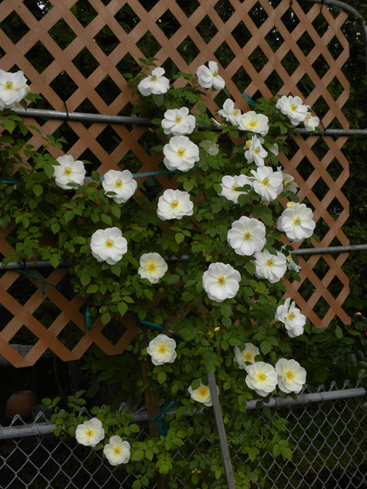 15C-11.gif