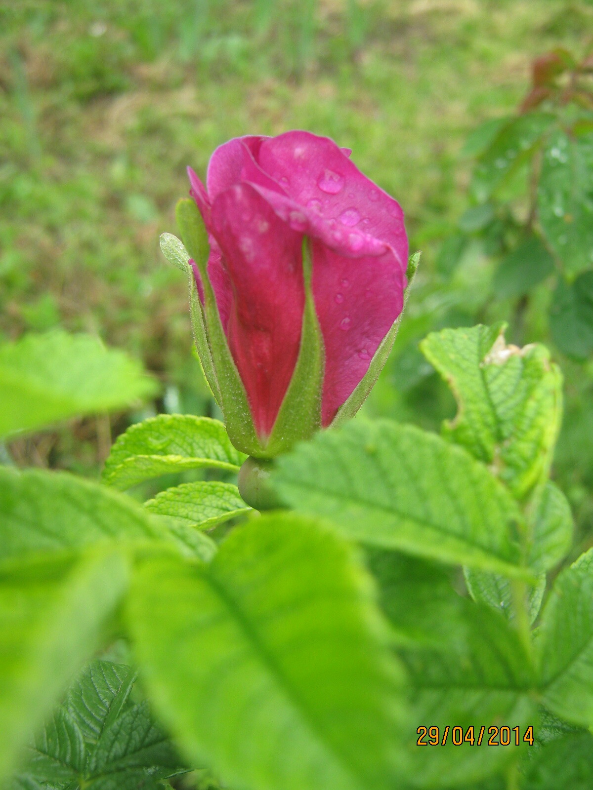 IMG_1170.JPG