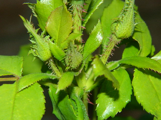 DSCN0600.JPG