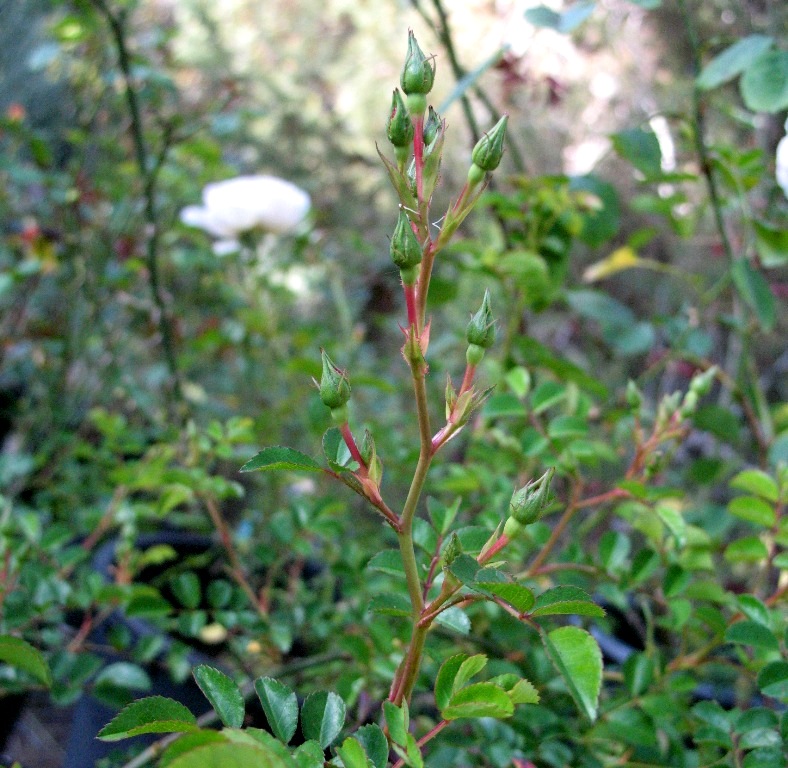 Gemini x rosa wichurana 2014 073.jpg