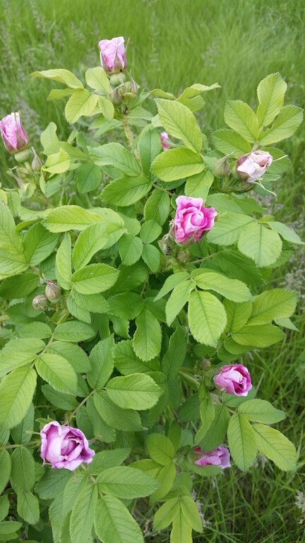 20140623_140127.jpg