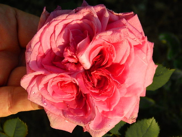 pretty lady x lynnie (65).JPG