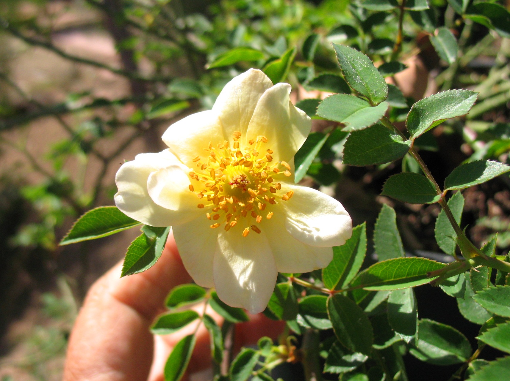 Rosa Wichurana x Dorola 2014 121.jpg