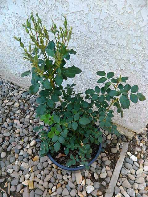 DSCN2887.JPG