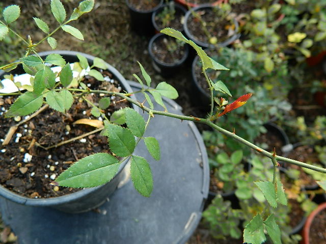 DSCN5838.JPG