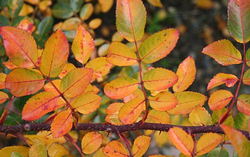 Autumn 1.jpg
