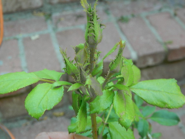 DSCN0598.JPG