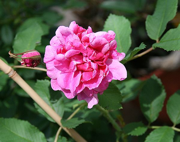 Therese bugnet type 3 bloom.jpg