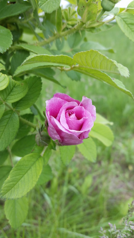 20140623_140154.jpg