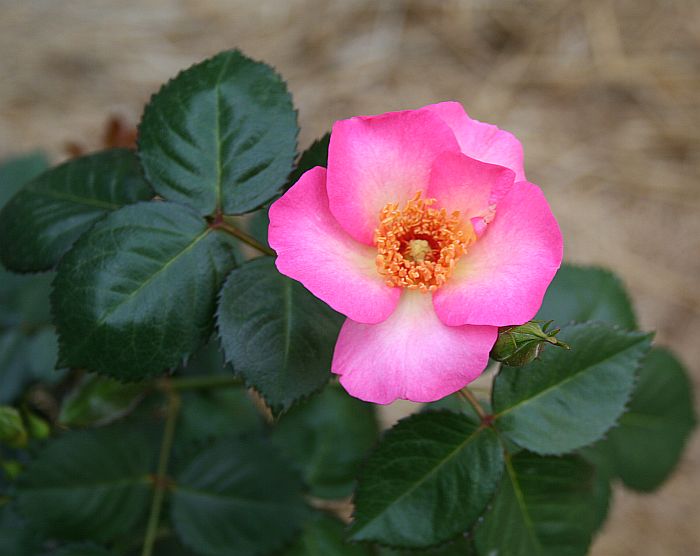 K7 L38 3.jpg
