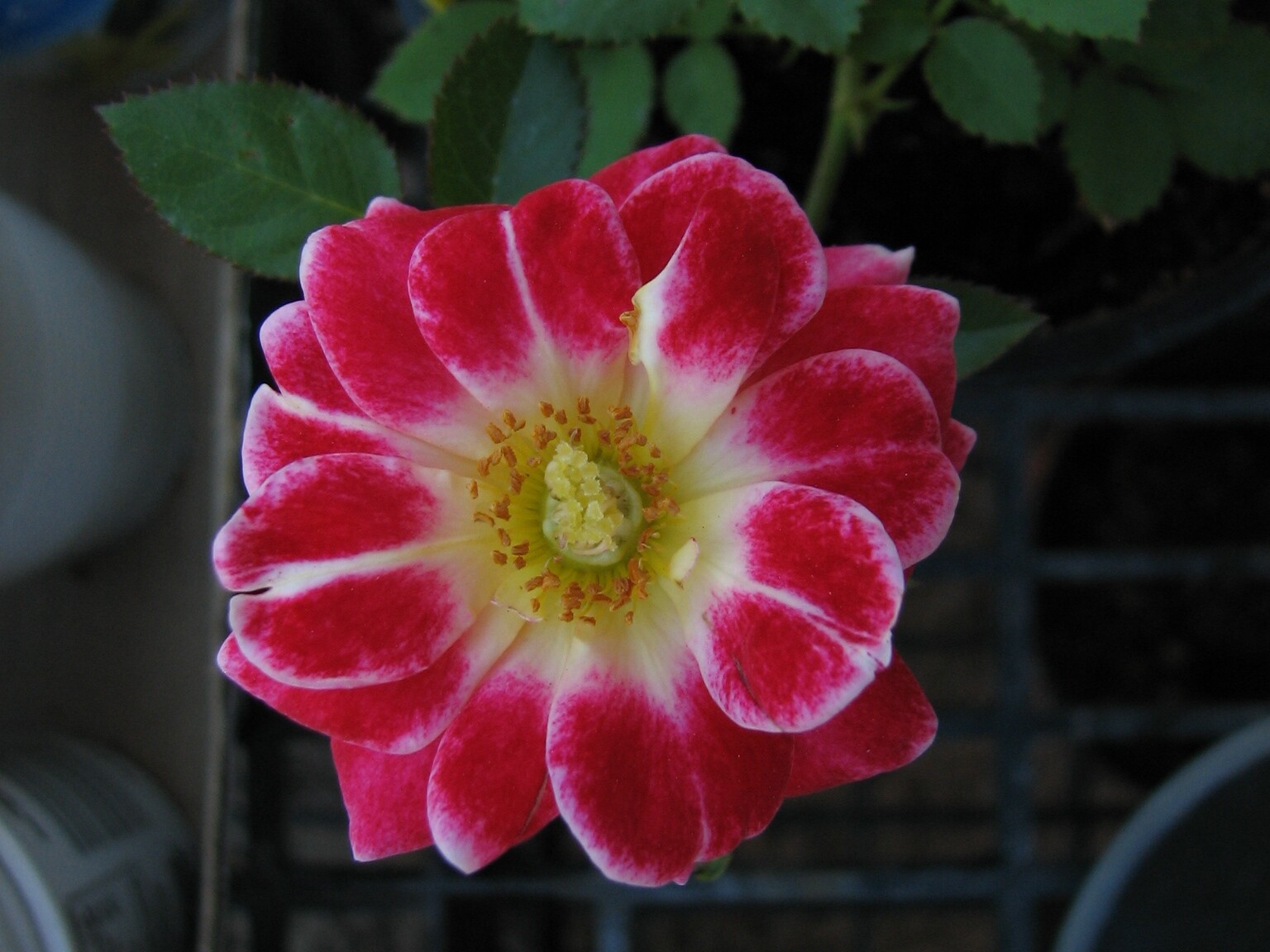 SNT Seedling Best 2015-04-01 14.27.33.jpg