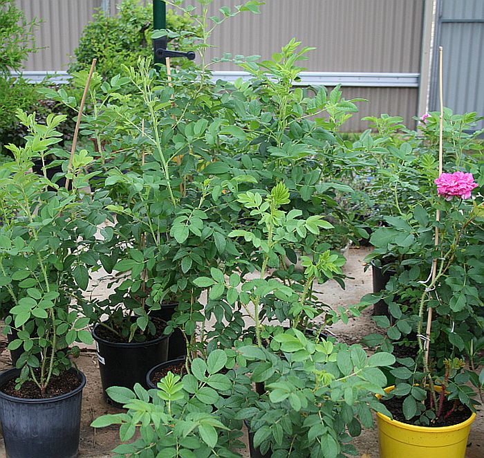 Therese bugnet seedlings.jpg