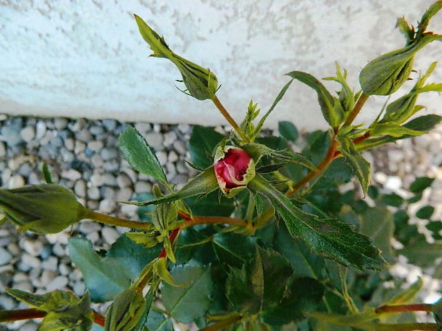 DSCN2889.JPG