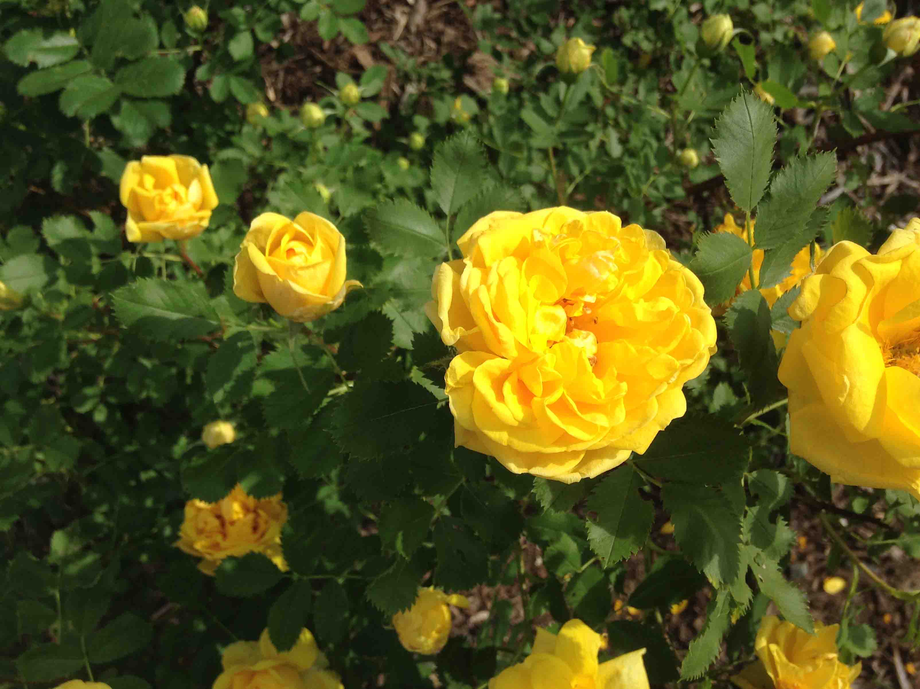 persian yellow courtyard UWRF 2014 (2).JPG