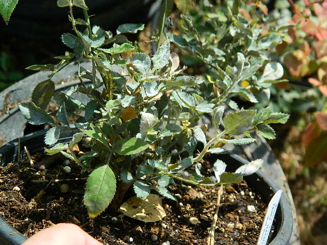 DSCN6073.JPG