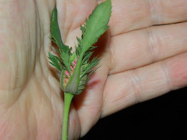 DSCN0235.JPG