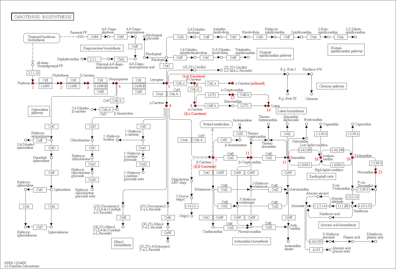 Rose carotenoids from Eugster biosynthesis map.jpg