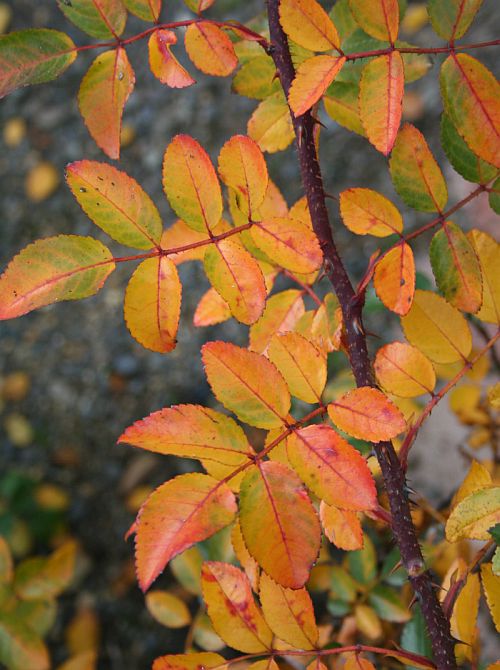 Autumn 2.jpg