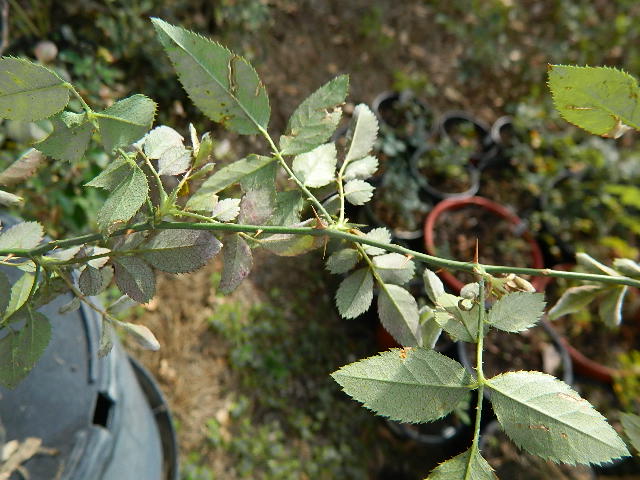 DSCN5995.JPG