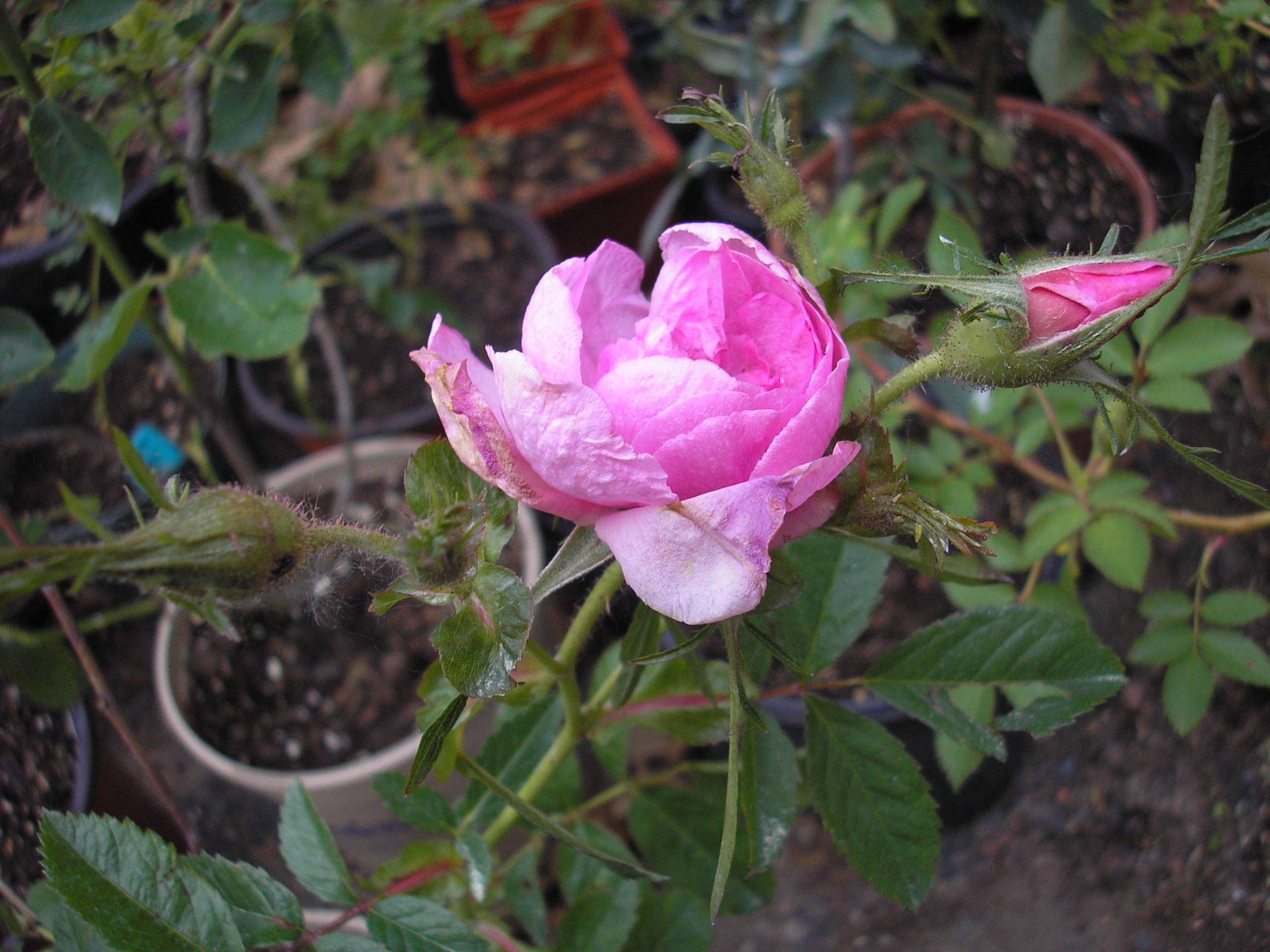 P1010101.JPG