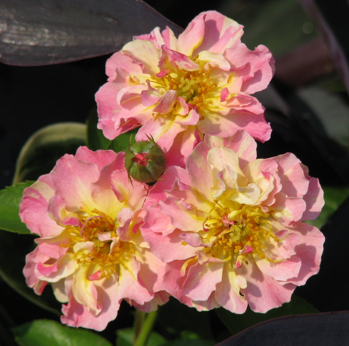 Lyda Rose seedling (2).JPG