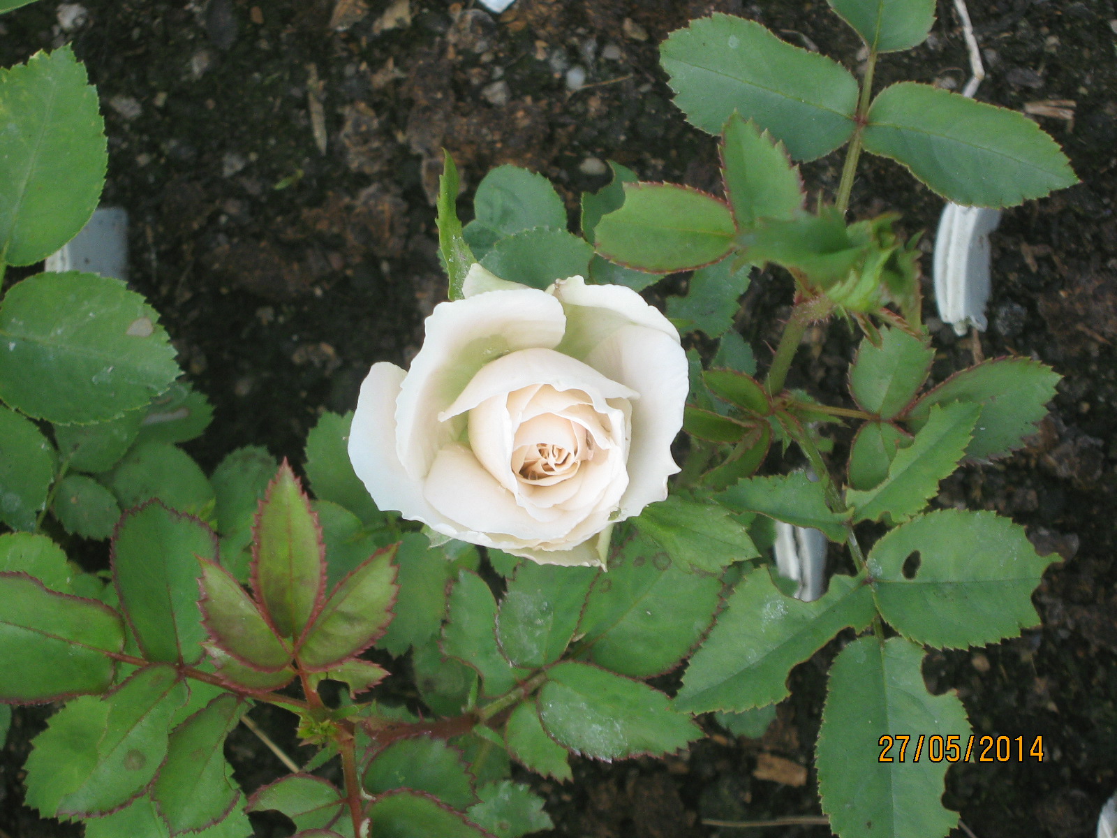 IMG_1222.JPG