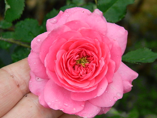 pretty lady x lynnie (95).JPG