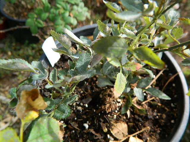 DSCN5996.JPG