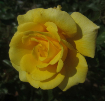 Golden Smiles, Oct 4 2013--IMG_3731c.JPG