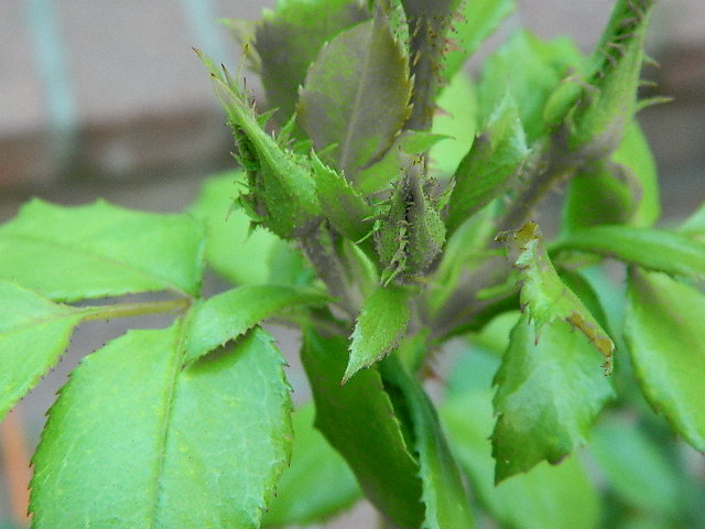DSCN0599.JPG