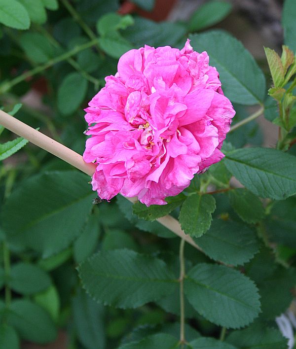 Therese bugnet type 3a bloom.jpg