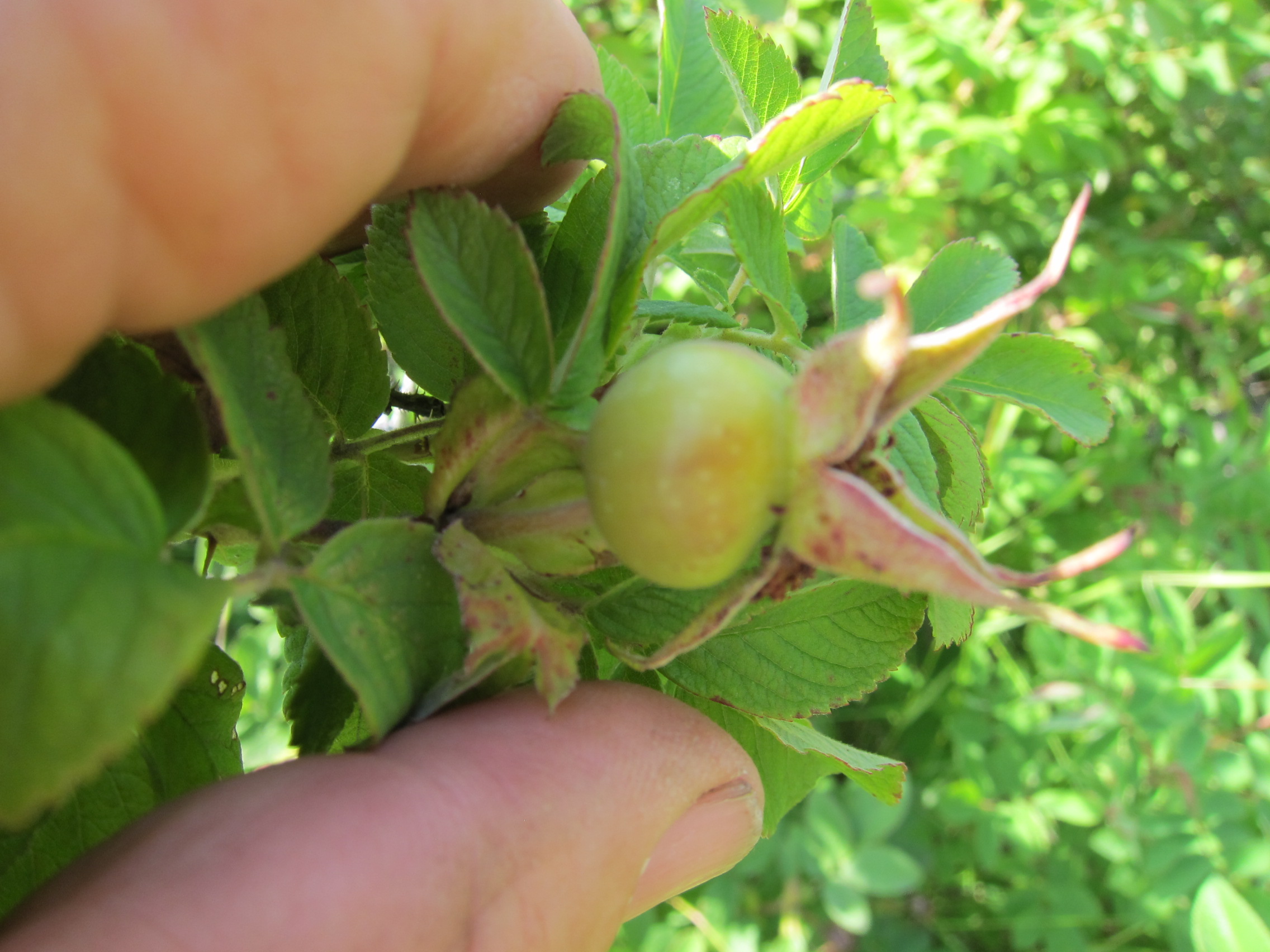 hospital wild rugosa...only hip...pale lavender.JPG
