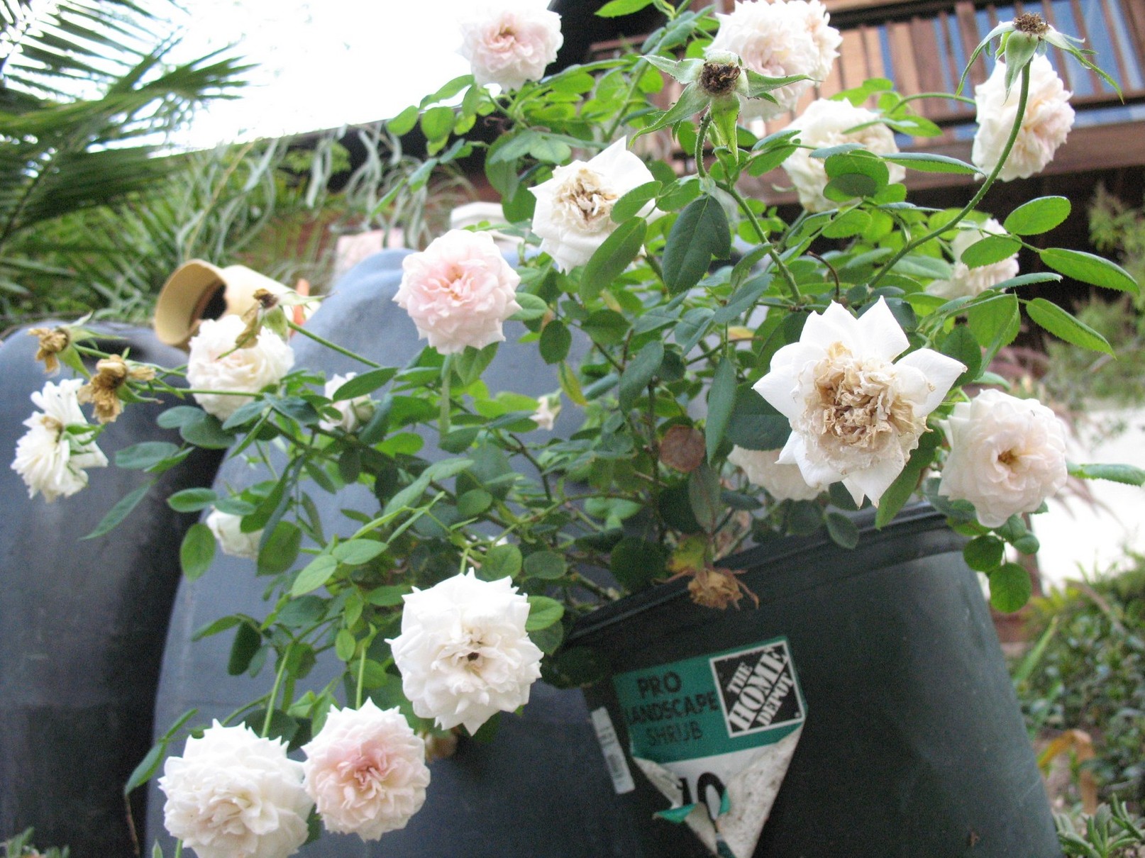 Braveross x Carefree Copper 2980 .jpg