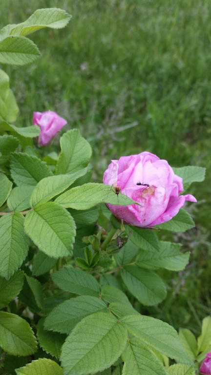 20140624_080423.jpg