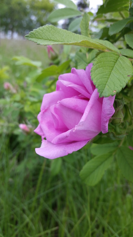 20140624_080821.jpg