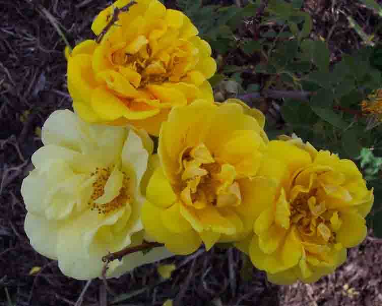 6 22 08 Persian Yellow with a flower of Carefree Sunshine (102).jpg