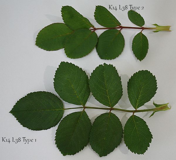 K14 L38 Foliage.jpg