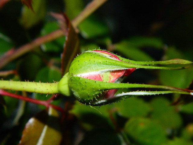 torch of liberty x purpurea (16).JPG