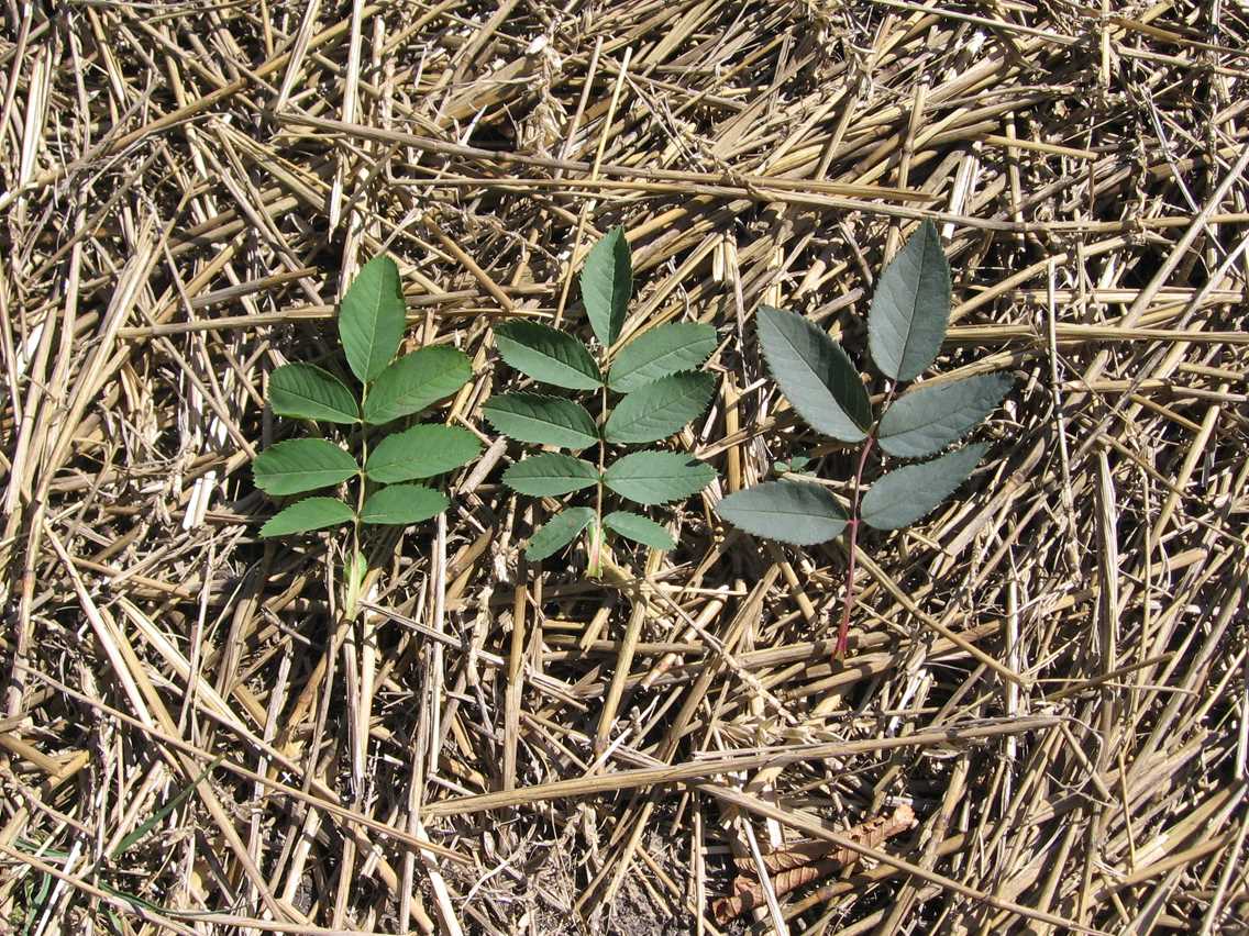 leaf comparison.JPG