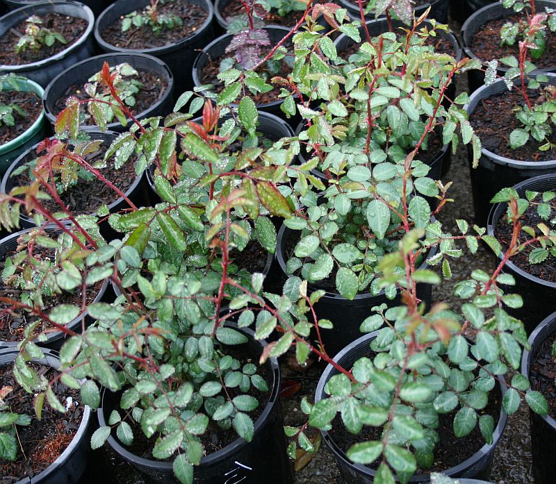 Rosa tunquinensis.jpg